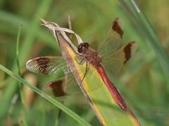 Sympetrum pedemontanum